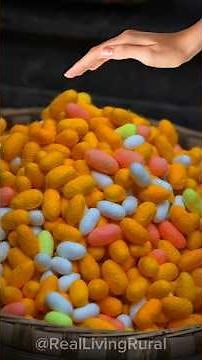 केवल 55 दिनों में अंडे से Cocoon तक का सफर : रेशम का कीड़ा 🐛🧶|| #minivlog