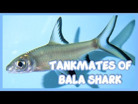 Tankmates of Bala Shark