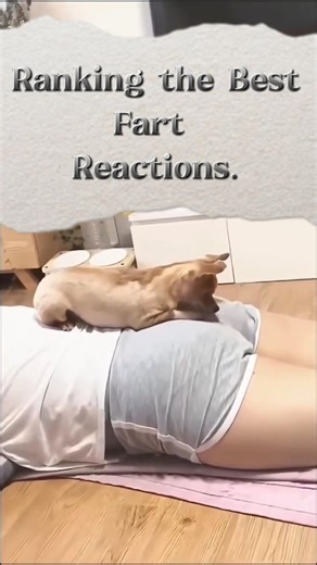 Ranking Dogs’ Funniest Fart Reactions 😂🐶 | You Won’t Stop Laughing! #goofyside #funnymoment