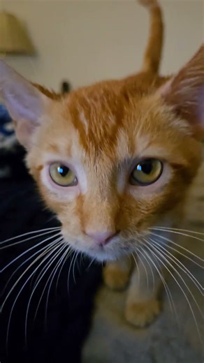 big purrs and meows from my kitty #cat #kitten #animals #cute