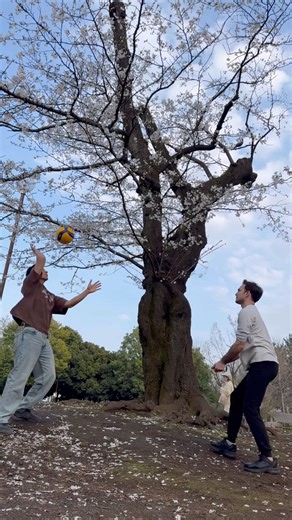 👆Un Paisaje que SOLO se ve UNA vez al AÑO🌸 #volleyball #voleibol #beachvolleyball #haikyuu #hanami