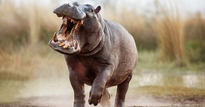 Hippos get airborne at top speed, and we've somehow only just found out