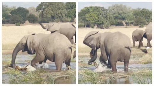 Elephant fights deadly battle with crocodile. Viral video shows what happened next