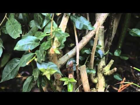 How to Train Vines & Trees to Grow on Walls : Landscaping Tips