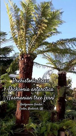 Prehistoric Trees, Dicksonia antarctica (Tasmanian tree fern) at Bridgemere, Nantwich