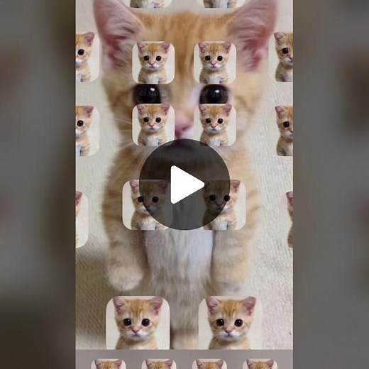 welcome to my el gato iphone 🐱❤️ #dudul #dudulers #elgato #munchkincat #viral #fypシ #cat #catsoftiktok #cute #meme #lowqualitymemes #funny #iphone