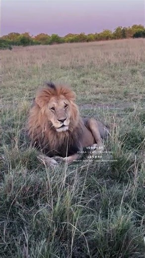 🦁 King Oloimina Today | His Eye Seems to Be Getting Better 🙏