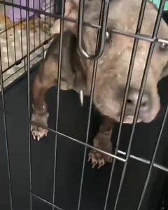 UKRAINE ANIMALS LATEST: Every animal life counts! 35 abandoned dogs and a new-born kitten have been rescued from Bucha, one of worst-hit cities of #Ukraine. They are either homeless or, tragically, have lost their families in the war. Our Ukrainian partner, Ecoprotection of Starokostyantyniv (EPS), has agreed to take them in (adding to the 330 homeless animals already in their care). But they need us to help them raise enough money for fuel to cover the cost of the 360-kilometer (220-mile) trip.