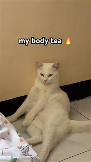 mimi slays the day everyday #cat #cats #catshorts #funny #catvideos #meme #cutecat #pets #petlover