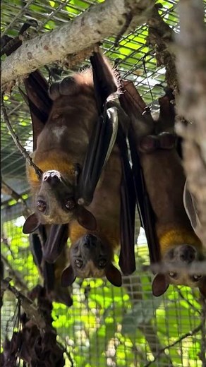 Protect Bat Colonies and Save their Natural Habitats from extinction for Animal Conservation