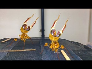 Beautiful Devil Mantis