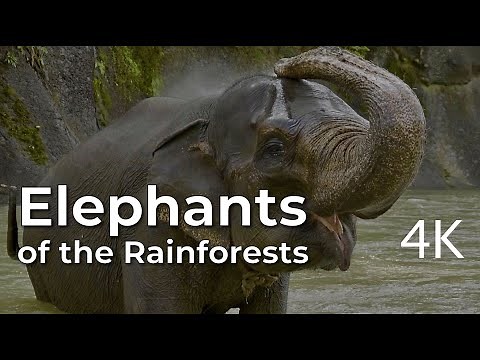 Elephants of the Forest | 4K Wildlife Documentary
