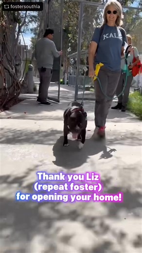 Fosters are a gift! So when repeat foster Liz asked for a dog we jumped for joy 🎉 she met a few dogs but Chipmunk (fka Muffin) has some showstopper moves that make her irresistible 💕✨ Shockingly, this girl has been waiting at South LA for 3 months 😵‍💫 she is a fun, couch potato type short stack and we can wait to see her relax and enjoy her life! Thank you @momohead62 for fostering 🥳 #fosteringsaveslives To adopt or foster another dog please visit www.fostersouthla.com | Friends Of The Anim