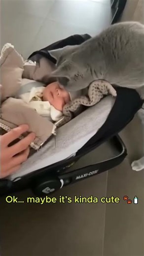 When cats meet babies for the first time 🍼😹 Funniest reactions ever! #Shorts
