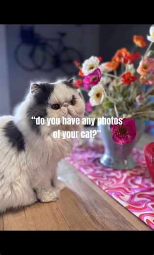 Fluffy Cat Compilation: Adorable Cat Moments