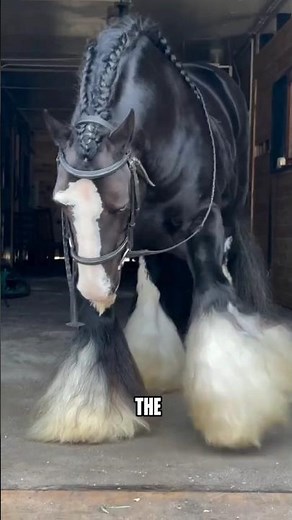 The Most Expensive Horses on Earth