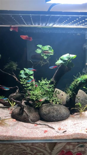 Setup my first fish tank #aquarium #aquascape #fish #freshwaterfish