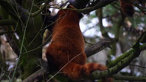 Download Red panda in zoo for free