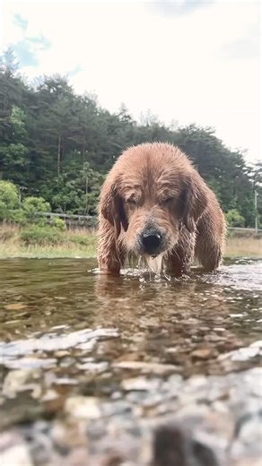 현미의 계절이 돌아왔어요💪#부라보캠프 #부라보tv #골든리트리버 #현미 #goldenretriever