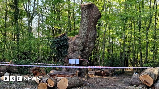 Toby Carvery felled oak: What's so important about an ancient tree?