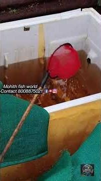 fancy guppies and Mohit fish world water change and tank setup freezer box#guppies #fishaquarium