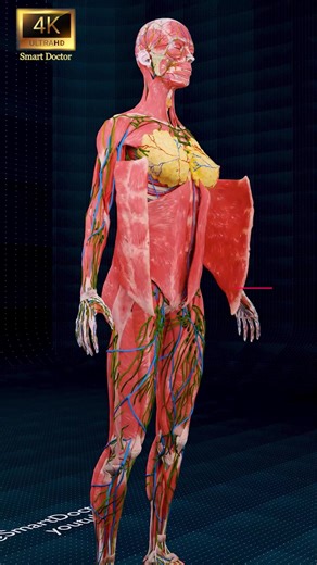 Importance de la circulation systémique 💓 . . Le processus essentiel de la circulation systémique. Qu'est-ce que la circulation systémique ? Le sang oxygéné est transporté du cœur vers divers tissus et organes du corps. Apport d'oxygène et de nutriments : Le rôle essentiel de cette voie dans l'apport d'oxygène et de nutriments essentiels aux cellules. Élimination des déchets : La circulation systémique facilite également l'élimination du dioxyde de carbone et des déchets, assurant ainsi le fonc