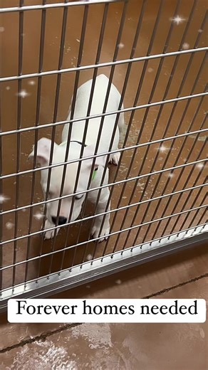 Baha and his siblings are ready for their forever homes. Along with many other amazing pups. Check them all out and help us get them in homes pawscares.org | PAWS Animal Adoption Center