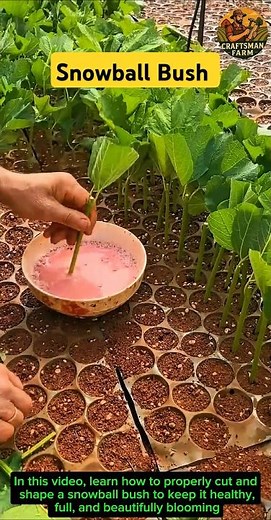 Snowball Bush Cutting Techniques