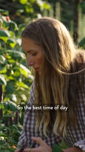 Harvesting your flowers at the right time will ensure your blooms look great when dried. In this lesson with @botanicaltales, you’ll learn the correct methods for cutting and stripping stems.⁠ ⁠ You can learn more about the range of flowers Bex uses for drying and their different drying techniques by following the link in bio. | Create Academy