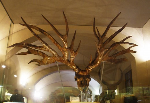 The Irish Elk and Other Massive Prehistoric Deer Species | OutdoorHub