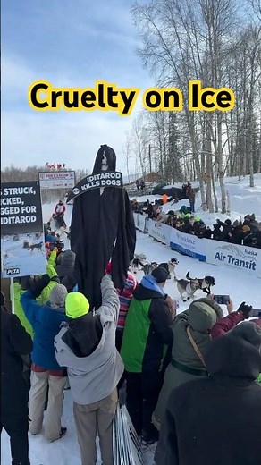 The Iditarod forces dogs to run nearly 1,000 miles through Alaska’s most treacherous terrain...