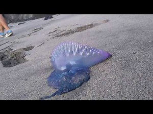 Alienpenis?;) portugiesische Galeere,toxische Qualle eines der tötlichsten Tiere