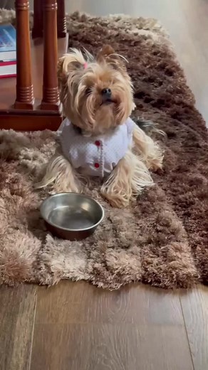 Dancing Yorkshire Terrier | Cute Dog Videos