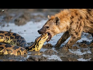Swamp Clash: Hyena Outsmarts the Giant Python#GPT#ChatGPT#openai#ai#animal#story