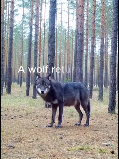 A wolf returns to track when lost. #ILoveWolves #Wolf #Wildlife #Nature #Wisdom