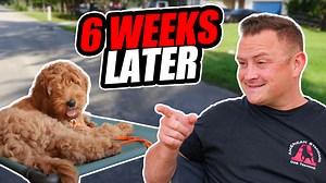 #dog #puppy #dogtraining This is how a FULLY TRAINED PUPPY from our board and train program performs! Today, Golden Labradoodle puppy MAX is taking his final obedience test with Garret Wing. Our board & train program builds a solid foundation for future SERVICE DOGS, ensuring perfect obedience in all situations. This cheerful Labradoodle puppy was trained with balanced dog training tools, including the prong collar and the e-collar. This link will give you access to all of our socials, online co