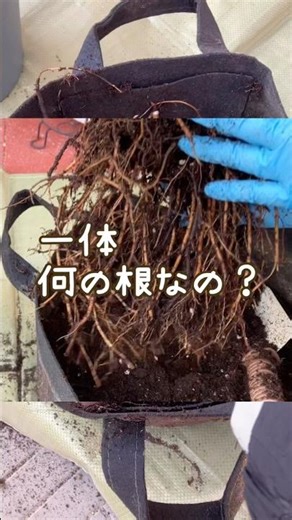 【驚き！】繊細なブルーのサルビアがこんな姿だったとは...不織布ポットその後#shorts#ガーデニング初心者