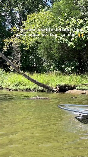The wildlife on Old Hickory Lake is always a wonderful and exciting sight! 🐢 | Get Up And Go Kayaking
