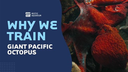 Why We Train - Giant Pacific Octopus | Mystic Aquarium