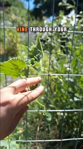 Train Cucumber Vines to Climb Like a Pro 🥒🧗 #CucumberPlant #TrellisTips #GardenHack #GrowYourOwn
