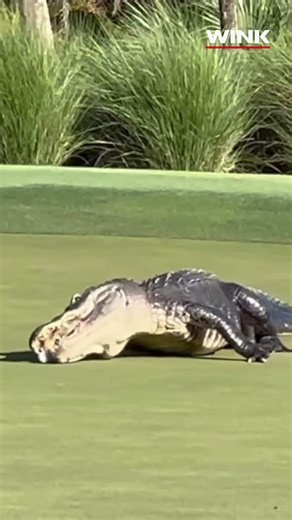 Alligator Tries to Eat Golf Ball in Naples Florida