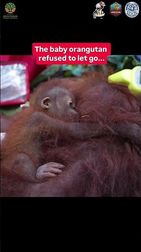 Orangutan Family Rescued From Devastating Fires #wildlife #wildliferescue #animals