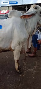 8.5K views · 163 reactions | Biyahe Ni Timmy | Mga Qualiting Baka, Aking Ipakikita! | Tim Dim | Facebook