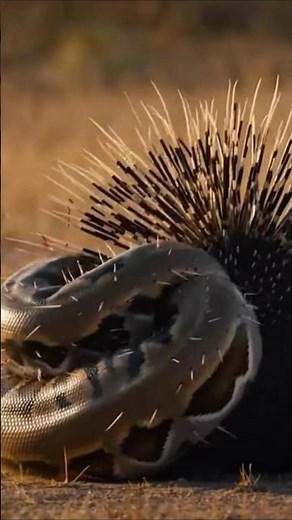 Python vs Porcupine: ONE Squeeze… TOTAL SELF-DESTRUCTION. 🐍💥🦔 #RealOrA!?