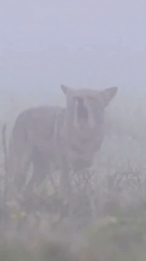 MOJO® Outdoors - Official on Instagram: "Do you know the different meanings behind a howl, yip and bark of a coyote? #mojooutdoors #predatorcontrol"