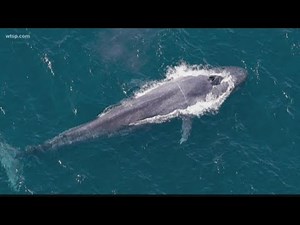 Whale poop freshens the air, National Geographic report says