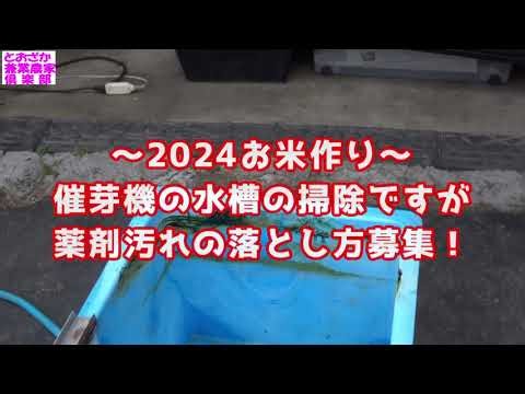 ～2024お米作り～ 催芽機の水槽の清掃ですが・・・薬剤汚れの落とし方募集！