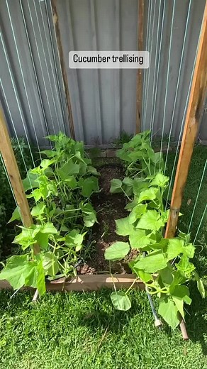 Trellising my last planting of cucumbers for the season. These plants were sprawling onto the lawn so it was the right time to lift them off the ground to prevent mildew spreading through the crop. #cucumber #trellis #diy #trellises #gardening #vegetables #growyourownfood #gardensoftiktok #backyardveggies #backyardvegetablegarden #mypatch