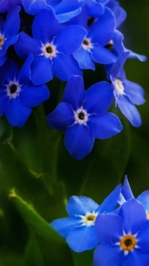 The Most Beautiful Spring Flowers You’ll See Today! 🌸 (4K Nature)