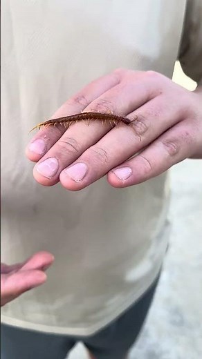 What is an Eastern Red Centipede?